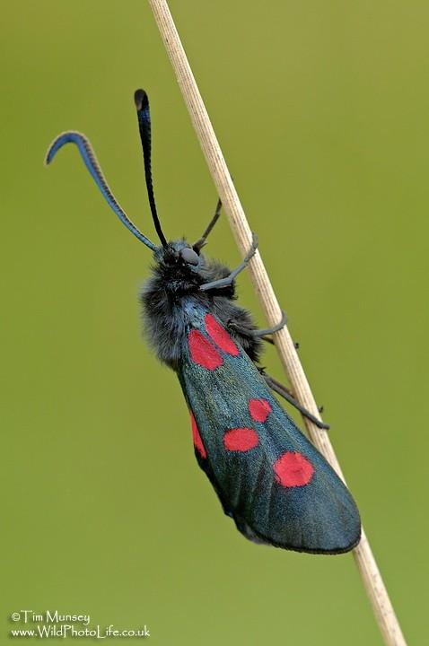 Burnet Moth.jpg